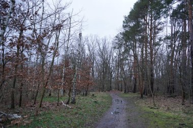 Kışın bitki örtüsüyle güzel orman manzarası, rüzgarın savurduğu ağaçlar, dallar ve şubatta görülen düşen yapraklar. Berlin, Almanya, Avrupa. 