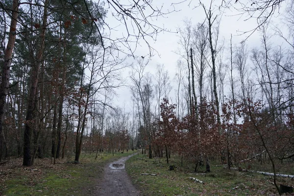 Kışın bitki örtüsüyle güzel orman manzarası, rüzgarın savurduğu ağaçlar, dallar ve şubatta görülen düşen yapraklar. Berlin, Almanya, Avrupa. 