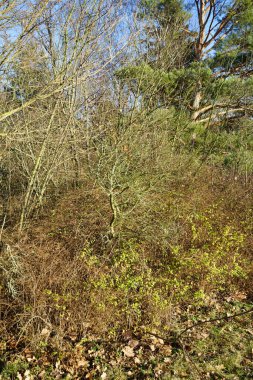 Suaygırı rhamnoidleri şubatta büyür. Hippophae rhamnoides, Elaeagnaceae familyasından bir bitki türü. Berlin, Almanya, Avrupa.