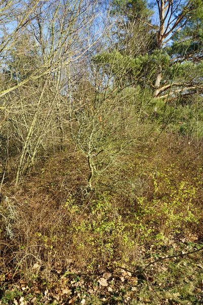 Suaygırı rhamnoidleri şubatta büyür. Hippophae rhamnoides, Elaeagnaceae familyasından bir bitki türü. Berlin, Almanya, Avrupa.