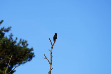 Mart ayında bir Sturnus vulgaris kuşu bir ağaç dalında oturur. Sığırcıkgiller (Sturnus vulgaris), sığırcıkgiller (Sturnidae) familyasından bir sığırcık türü. Berlin, Almanya, Avrupa.                             