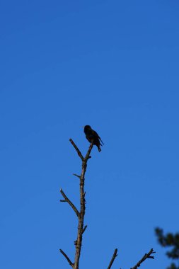 Mart ayında bir Sturnus vulgaris kuşu bir ağaç dalında oturur. Sığırcıkgiller (Sturnus vulgaris), sığırcıkgiller (Sturnidae) familyasından bir sığırcık türü. Berlin, Almanya, Avrupa.                             