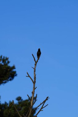 Mart ayında bir Sturnus vulgaris kuşu bir ağaç dalında oturur. Sığırcıkgiller (Sturnus vulgaris), sığırcıkgiller (Sturnidae) familyasından bir sığırcık türü. Berlin, Almanya, Avrupa.                             
