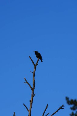 Mart ayında bir Sturnus vulgaris kuşu bir ağaç dalında oturur. Sığırcıkgiller (Sturnus vulgaris), sığırcıkgiller (Sturnidae) familyasından bir sığırcık türü. Berlin, Almanya, Avrupa.                             