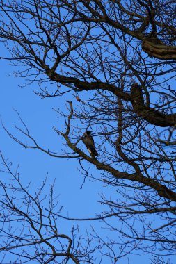 Mart ayında bir Corvus Cornix kuşu Quercus Robur ağaç dalında oturur. Kukuletalı karga (