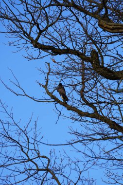 Mart ayında bir Corvus Cornix kuşu Quercus Robur ağaç dalında oturur. Kukuletalı karga (