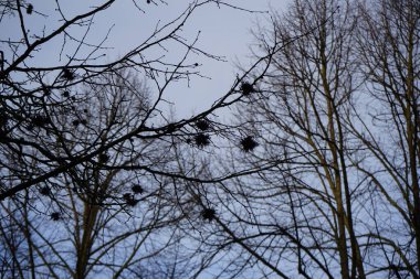 Şubat ayında meyve ve infloresans içeren Corylus colurna büyür. Corylus colurna, Türk fındığı veya Türk filetosu, yaprak döken bir ağaçtır. Berlin, Almanya, Avrupa.     