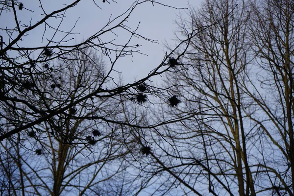 Şubat ayında meyve ve infloresans içeren Corylus colurna büyür. Corylus colurna, Türk fındığı veya Türk filetosu, yaprak döken bir ağaçtır. Berlin, Almanya, Avrupa.     