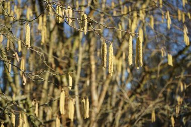 Corylus Avellana Şubat ayında çiçek açacak. Corylus avellana, huş ağacı (Betulaceae) familyasından bir bitki türü. Berlin, Almanya, Avrupa.   