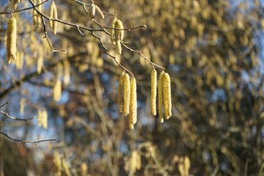 Corylus Avellana Şubat ayında çiçek açacak. Corylus avellana, huş ağacı (Betulaceae) familyasından bir bitki türü. Berlin, Almanya, Avrupa.   