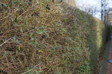 Şubat ayında siyah meyveli ligustrum vulgare çalısı büyür. Ligustrum vulgare, kısaca Ligustrum vulgare, Ligustrum cinsinin bir türüdür. Berlin, Almanya, Avrupa.