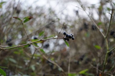 Şubat ayında siyah meyveli ligustrum vulgare çalısı büyür. Ligustrum vulgare, kısaca Ligustrum vulgare, Ligustrum cinsinin bir türüdür. Berlin, Almanya, Avrupa.