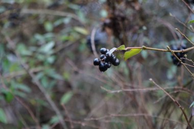 Şubat ayında siyah meyveli ligustrum vulgare çalısı büyür. Ligustrum vulgare, kısaca Ligustrum vulgare, Ligustrum cinsinin bir türüdür. Berlin, Almanya, Avrupa.
