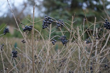 Şubat ayında siyah meyveli ligustrum vulgare çalısı büyür. Ligustrum vulgare, kısaca Ligustrum vulgare, Ligustrum cinsinin bir türüdür. Berlin, Almanya, Avrupa.