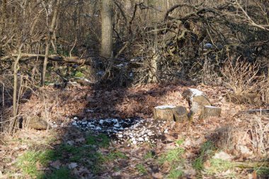Kış bitkileriyle, devrilmiş ağaçlarla, dallarla ve güneşli bir şubat gününde görülen yapraklarla güzel bir orman manzarası. Berlin, Almanya, Avrupa. 