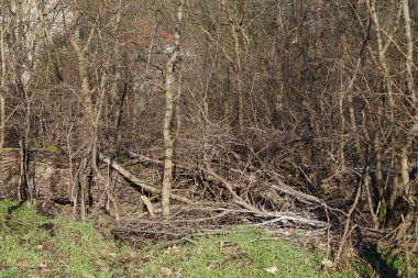 Kış bitkileriyle, devrilmiş ağaçlarla, dallarla ve güneşli bir şubat gününde görülen yapraklarla güzel bir orman manzarası. Berlin, Almanya, Avrupa. 
