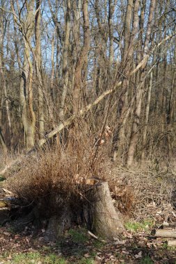 Kış bitkileriyle, devrilmiş ağaçlarla, dallarla ve güneşli bir şubat gününde görülen yapraklarla güzel bir orman manzarası. Berlin, Almanya, Avrupa. 