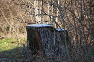 Kış bitkileriyle, devrilmiş ağaçlarla, dallarla ve güneşli bir şubat gününde görülen yapraklarla güzel bir orman manzarası. Berlin, Almanya, Avrupa. 
