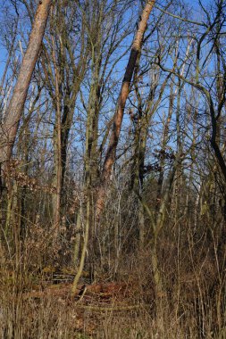 Kış bitkileriyle, devrilmiş ağaçlarla, dallarla ve güneşli bir şubat gününde görülen yapraklarla güzel bir orman manzarası. Berlin, Almanya, Avrupa. 