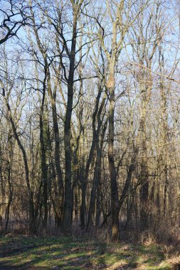 Kış bitkileriyle, devrilmiş ağaçlarla, dallarla ve güneşli bir şubat gününde görülen yapraklarla güzel bir orman manzarası. Berlin, Almanya, Avrupa. 