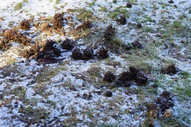 Şubat ayında ağaçtan düşen meyveler Corylus colurna karların altında yatar. Corylus colurna, Türk fındığı veya Türk filetosu, yaprak döken bir ağaçtır. Berlin, Almanya, Avrupa. 