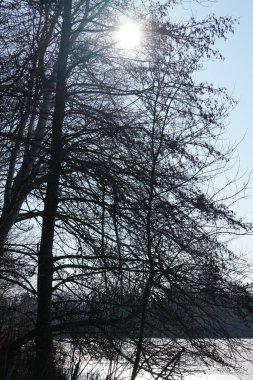 Şubat ayında güneş Wuhlebecken Gölü ya da Wuhlebecken Gölü 'nün üzerinde parlar. Wuhlebecken ya da Wuhlesee, Marzahn-Hellersdorf, Berlin, Almanya, Avrupa 'da bulunan bir göldür.. 