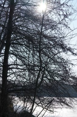 Şubat ayında güneş Wuhlebecken Gölü ya da Wuhlebecken Gölü 'nün üzerinde parlar. Wuhlebecken ya da Wuhlesee, Marzahn-Hellersdorf, Berlin, Almanya, Avrupa 'da bulunan bir göldür.. 