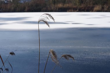 Phragmites australis Şubat ayında Wuhlesee veya Wuhlebecken yakınlarında buz ve karla kaplı olarak yetişir. Phragmites australis, Poaceae familyasından yaygın olarak kullanılan bir sazlıktır. Berlin, Almanya, Avrupa. 