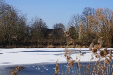 Phragmites australis Şubat ayında Wuhlesee veya Wuhlebecken yakınlarında buz ve karla kaplı olarak yetişir. Phragmites australis, Poaceae familyasından yaygın olarak kullanılan bir sazlıktır. Berlin, Almanya, Avrupa. 