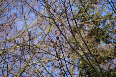 Genç bir Pyrrhula pirhula kuşu şubatta bir ağaç dalında oturur. Avrasya ispinozu (
