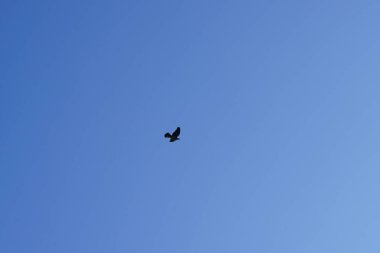 Şubat ayında bir Columba palumbus kuşu gökyüzünde uçar. Kolomb palumbus güvercini güvercin ve güvercin familyasının büyük bir türüdür. Berlin, Almanya, Avrupa.                                    