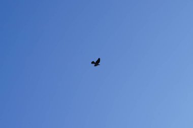 Şubat ayında bir Columba palumbus kuşu gökyüzünde uçar. Kolomb palumbus güvercini güvercin ve güvercin familyasının büyük bir türüdür. Berlin, Almanya, Avrupa.                                    