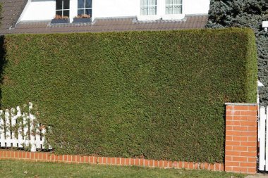 Thuja batıdaki ağaçlar, Şubat ayında bir çitin yanında büyüyen çitler gibi. Thuja bataklıkları (