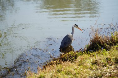 Gri balıkçıl, Ardea cinerea, Şubat ayında Wuhle Nehri 'nde avlanıyor. Ardea cinerea balıkçılgiller (Ardeidae) familyasından yırtıcı bir kuş türü. Berlin, Almanya, Avrupa. 