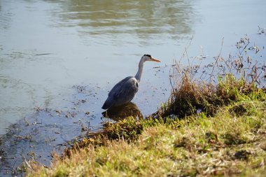 Gri balıkçıl, Ardea cinerea, Şubat ayında Wuhle Nehri 'nde avlanıyor. Ardea cinerea balıkçılgiller (Ardeidae) familyasından yırtıcı bir kuş türü. Berlin, Almanya, Avrupa. 