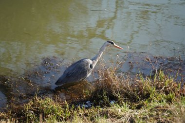 Gri balıkçıl, Ardea cinerea, Şubat ayında Wuhle Nehri 'nde avlanıyor. Ardea cinerea balıkçılgiller (Ardeidae) familyasından yırtıcı bir kuş türü. Berlin, Almanya, Avrupa. 