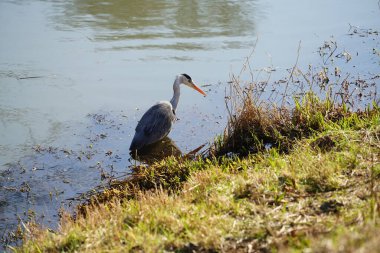 Gri balıkçıl, Ardea cinerea, Şubat ayında Wuhle Nehri 'nde avlanıyor. Ardea cinerea balıkçılgiller (Ardeidae) familyasından yırtıcı bir kuş türü. Berlin, Almanya, Avrupa. 