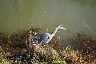 Gri balıkçıl, Ardea cinerea, Şubat ayında Wuhle Nehri 'nde avlanıyor. Ardea cinerea balıkçılgiller (Ardeidae) familyasından yırtıcı bir kuş türü. Berlin, Almanya, Avrupa. 