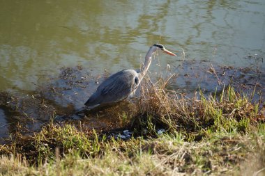 Gri balıkçıl, Ardea cinerea, Şubat ayında Wuhle Nehri 'nde avlanıyor. Ardea cinerea balıkçılgiller (Ardeidae) familyasından yırtıcı bir kuş türü. Berlin, Almanya, Avrupa. 