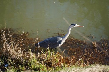 Gri balıkçıl, Ardea cinerea, Şubat ayında Wuhle Nehri 'nde avlanıyor. Ardea cinerea balıkçılgiller (Ardeidae) familyasından yırtıcı bir kuş türü. Berlin, Almanya, Avrupa. 