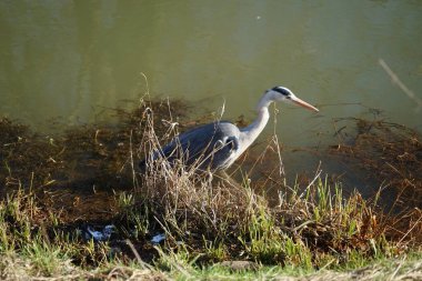 Gri balıkçıl, Ardea cinerea, Şubat ayında Wuhle Nehri 'nde avlanıyor. Ardea cinerea balıkçılgiller (Ardeidae) familyasından yırtıcı bir kuş türü. Berlin, Almanya, Avrupa. 