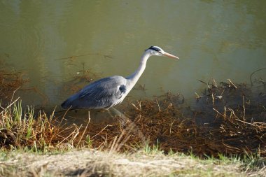 Gri balıkçıl, Ardea cinerea, Şubat ayında Wuhle Nehri 'nde avlanıyor. Ardea cinerea balıkçılgiller (Ardeidae) familyasından yırtıcı bir kuş türü. Berlin, Almanya, Avrupa. 