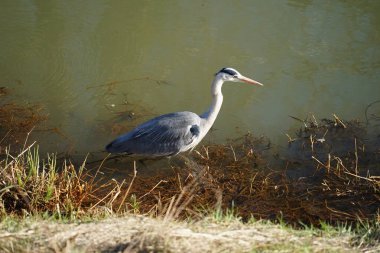 Gri balıkçıl, Ardea cinerea, Şubat ayında Wuhle Nehri 'nde avlanıyor. Ardea cinerea balıkçılgiller (Ardeidae) familyasından yırtıcı bir kuş türü. Berlin, Almanya, Avrupa. 