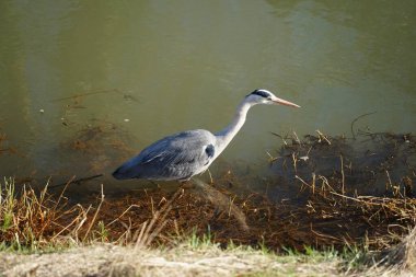 Gri balıkçıl, Ardea cinerea, Şubat ayında Wuhle Nehri 'nde avlanıyor. Ardea cinerea balıkçılgiller (Ardeidae) familyasından yırtıcı bir kuş türü. Berlin, Almanya, Avrupa. 