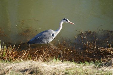 Gri balıkçıl, Ardea cinerea, Şubat ayında Wuhle Nehri 'nde avlanıyor. Ardea cinerea balıkçılgiller (Ardeidae) familyasından yırtıcı bir kuş türü. Berlin, Almanya, Avrupa. 