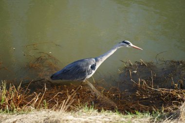 Gri balıkçıl, Ardea cinerea, Şubat ayında Wuhle Nehri 'nde avlanıyor. Ardea cinerea balıkçılgiller (Ardeidae) familyasından yırtıcı bir kuş türü. Berlin, Almanya, Avrupa. 