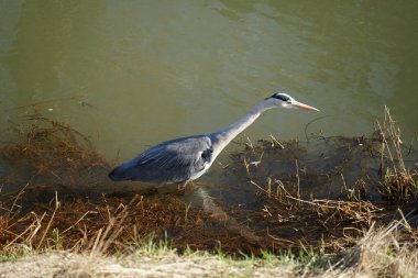 Gri balıkçıl, Ardea cinerea, Şubat ayında Wuhle Nehri 'nde avlanıyor. Ardea cinerea balıkçılgiller (Ardeidae) familyasından yırtıcı bir kuş türü. Berlin, Almanya, Avrupa. 