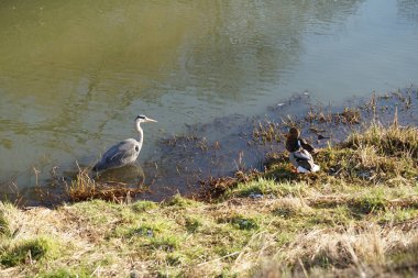 Gri balıkçıl, Ardea cinerea, dişi ve erkek yaban ördekleri, Anas platyrhynchos, Şubat ayında Wuhle Nehri 'nde yaşar. Ardea cinerea balıkçılgiller (Ardeidae) familyasından yırtıcı bir kuş türü. Berlin, Almanya, Avrupa. 