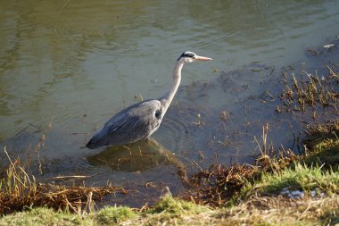 Gri balıkçıl, Ardea cinerea, Şubat ayında Wuhle Nehri 'nde avlanıyor. Ardea cinerea balıkçılgiller (Ardeidae) familyasından yırtıcı bir kuş türü. Berlin, Almanya, Avrupa. 