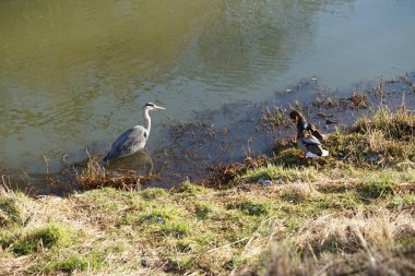 Gri balıkçıl, Ardea cinerea, dişi ve erkek yaban ördekleri, Anas platyrhynchos, Şubat ayında Wuhle Nehri 'nde yaşar. Ardea cinerea balıkçılgiller (Ardeidae) familyasından yırtıcı bir kuş türü. Berlin, Almanya, Avrupa. 